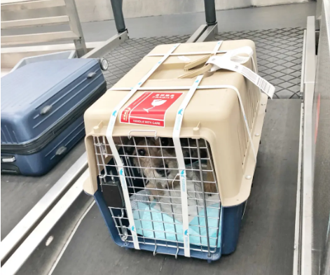 吉安宠物托运 宠物托运公司 机场宠物托运 宠物空运